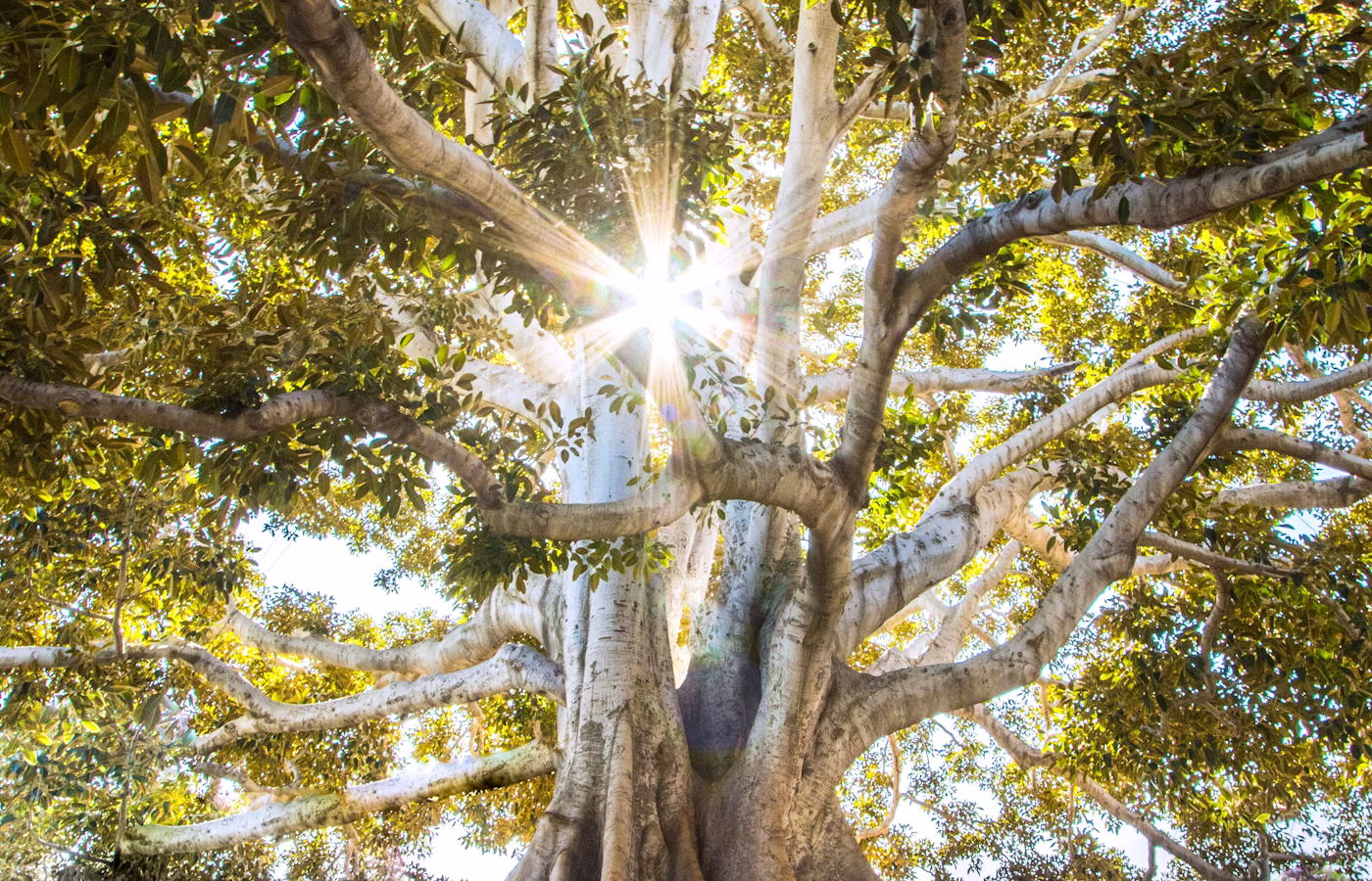 Принятие решений для основателя